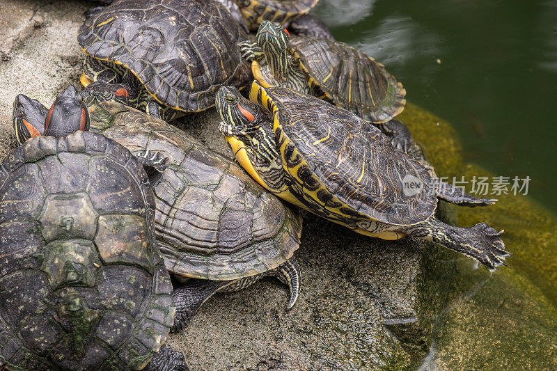 一群红耳滑龟在灰色的石头在一个池塘。