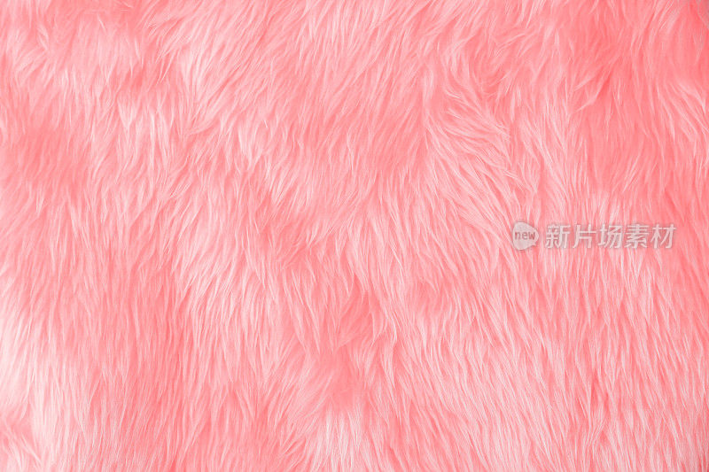粉红色的羊毛
