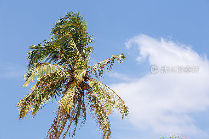 棕榈树、海滩。