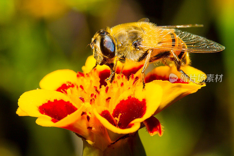 一只毛茸茸的大黄蜂在黄花上吃着香甜的花蜜