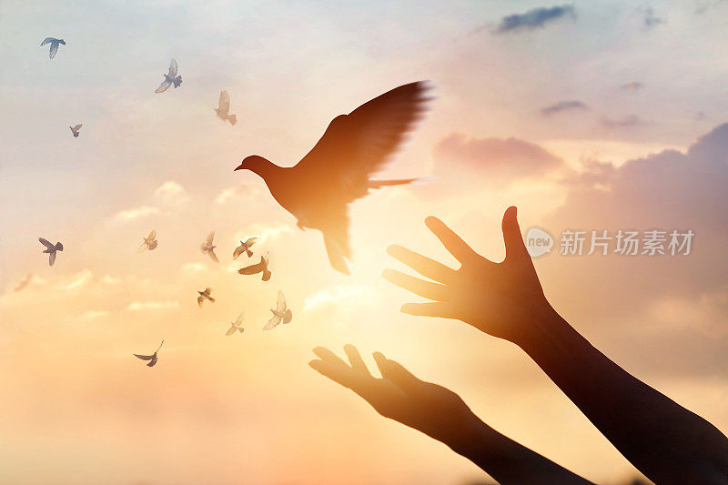 女人祈祷和自由的鸟享受自然日落的背景，希望的概念