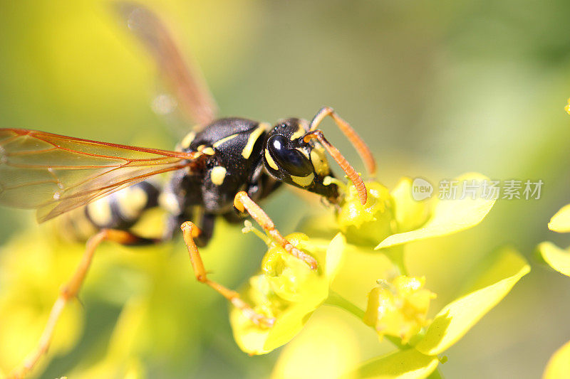 一个黄色和黑色黄蜂在一朵花上的特写