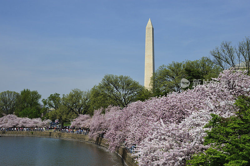 樱花华盛顿纪念碑蓝天