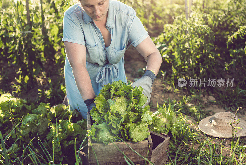 年轻女子收获自家种植的莴苣