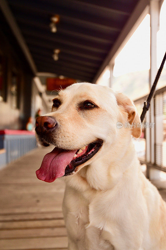 怀俄明州杰克逊霍尔的拉布拉多寻回犬