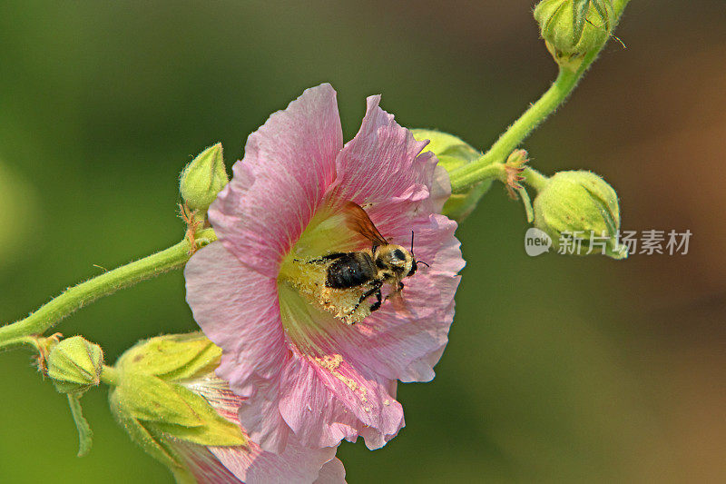 蜜蜂在花朵