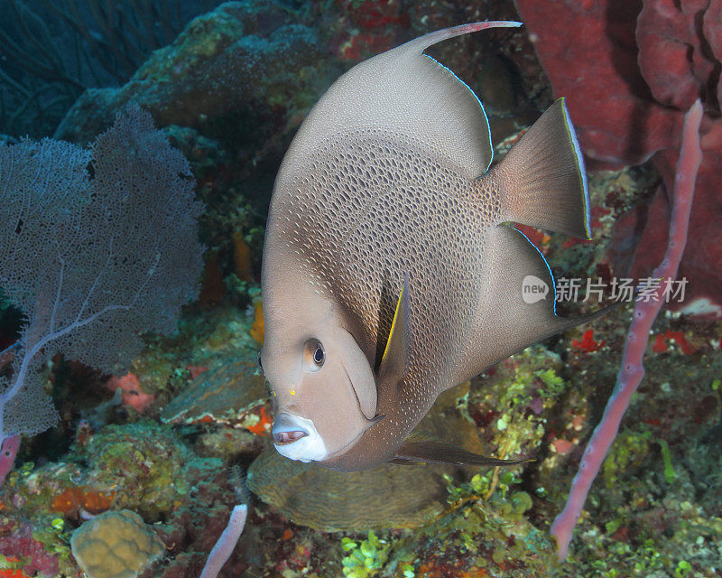 珊瑚礁上的灰色天使鱼——罗阿坦岛