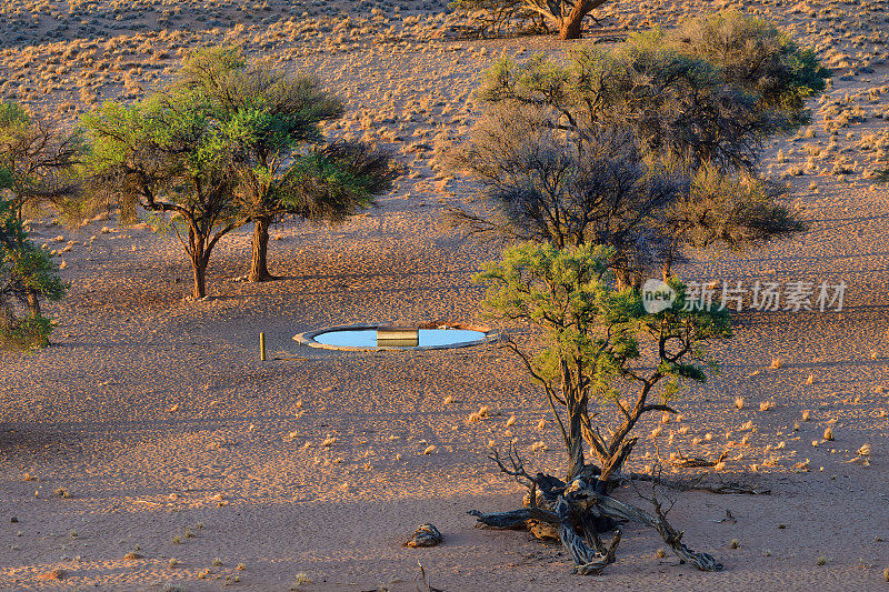 纳米比亚的动物人工水坑