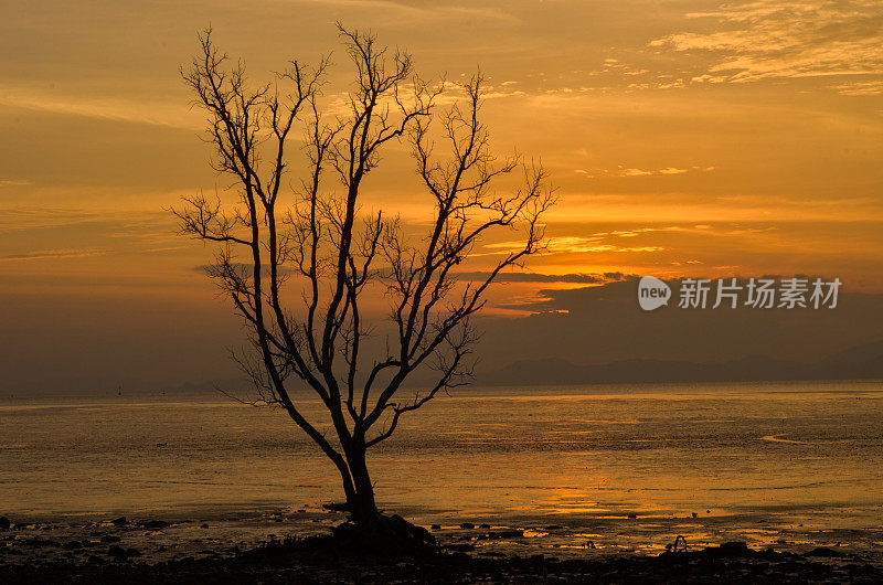 夕阳下，海边的剪影树