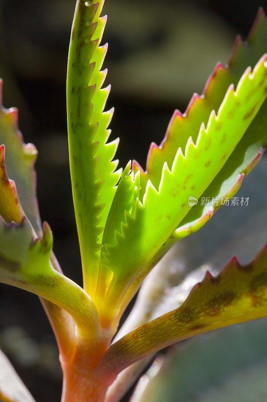 苔藓植物气生根微距拍摄