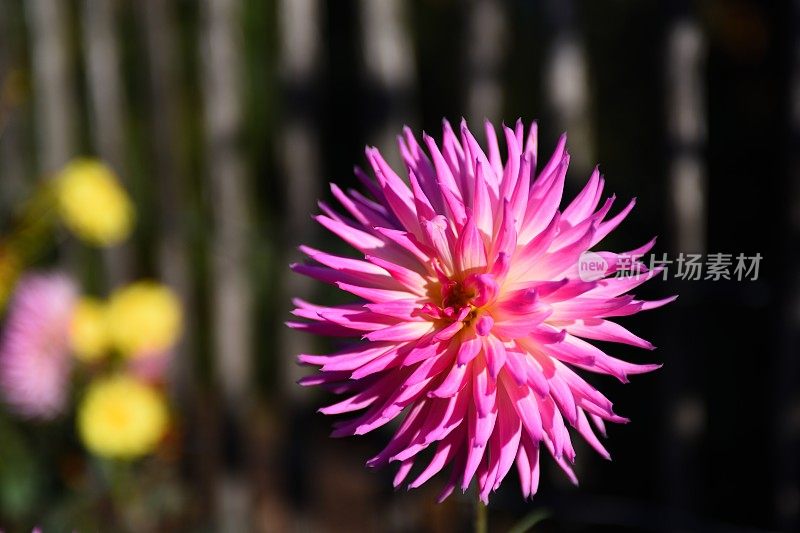 Centaurea-chrysanthemum花