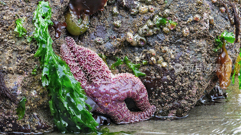 紫色海星，海洋生物，海葵，海藻，岩石，奥林匹克海岸，华盛顿