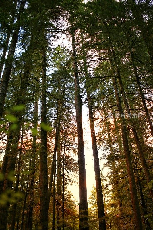 日出树背景，奥林匹克国家公园高树森林，华盛顿