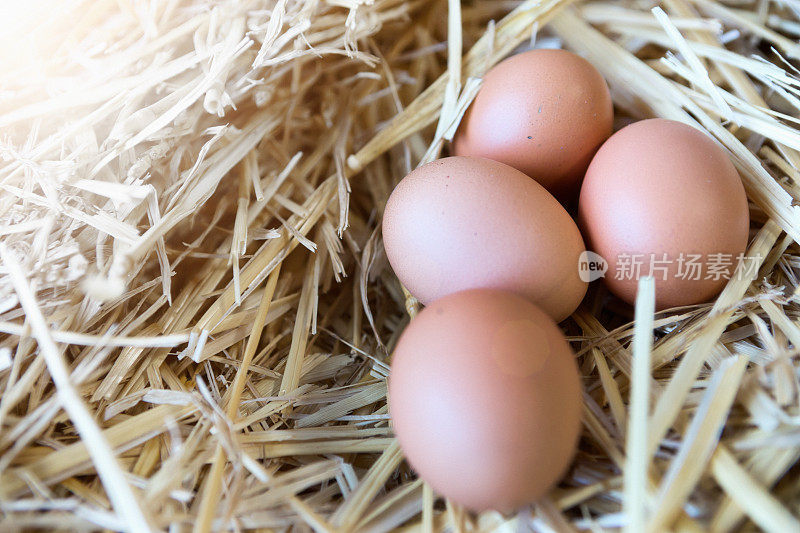 阳光照耀下的稻草窝里有四个新鲜的棕色鸡蛋