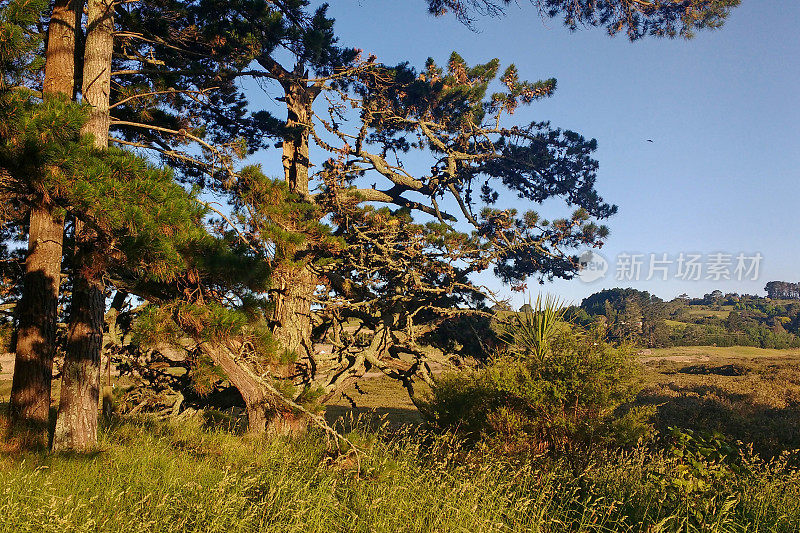 新西兰北岛乡村的日落