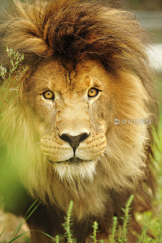 狮子在草地
