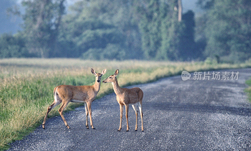 美国纽约州蒙特祖玛国家野生动物保护区的两只白尾鹿