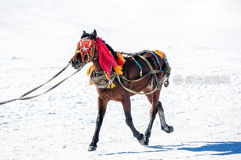 传统的马和雪橇运输在希尔迪尔湖