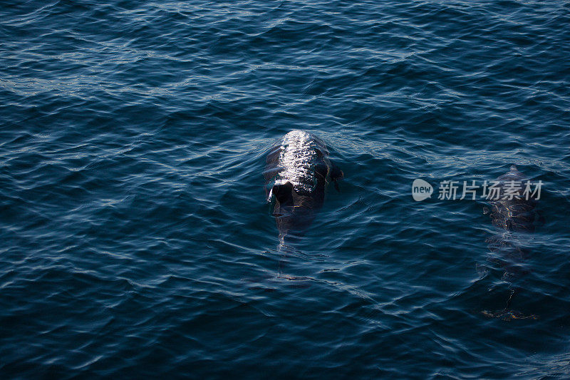 海豚在水里玩耍