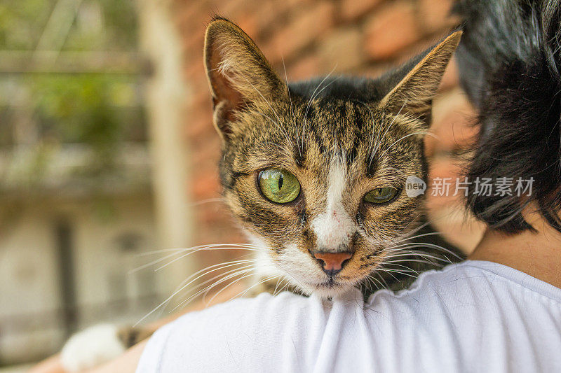 一个陌生的年轻女人抱着她的条纹猫