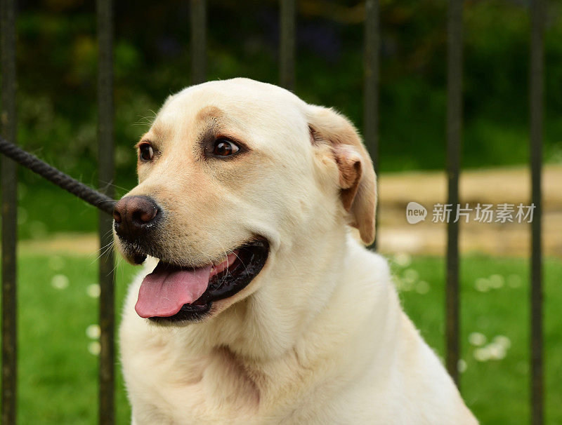 伦敦的拉布拉多犬