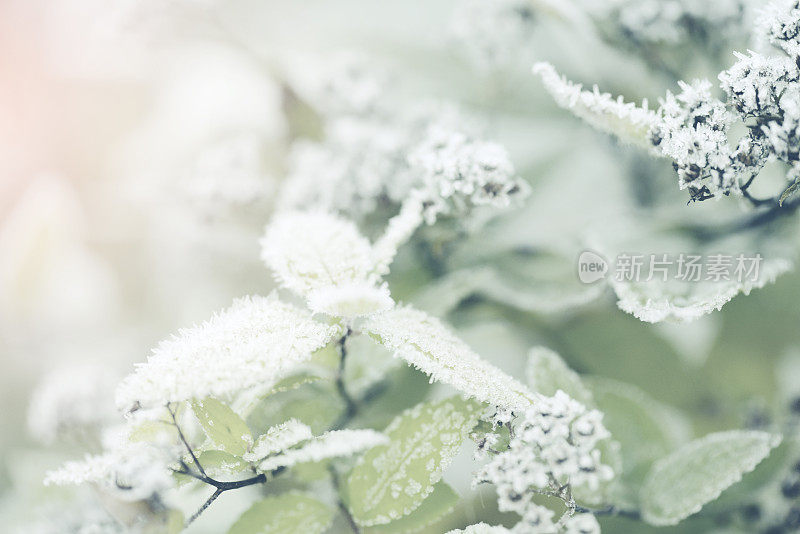 被霜覆盖的植物