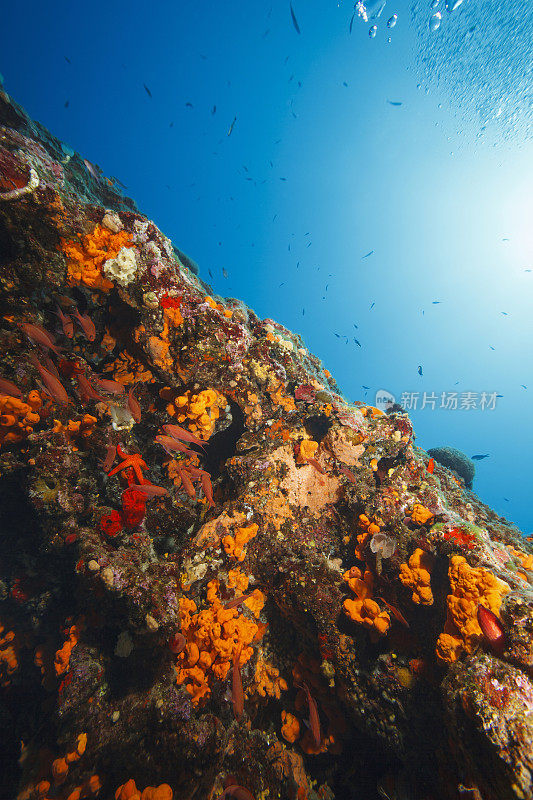 海洋生物水下呼吸器潜水员视角地中海