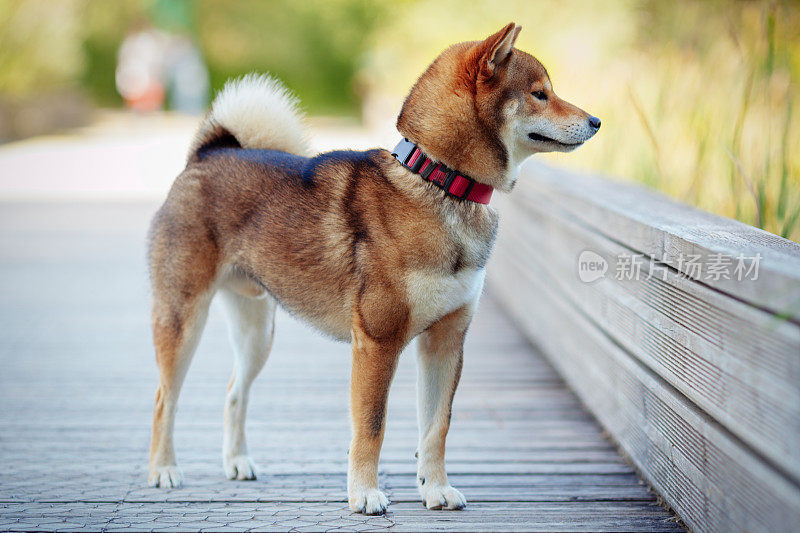 日本柴犬和主人在公园