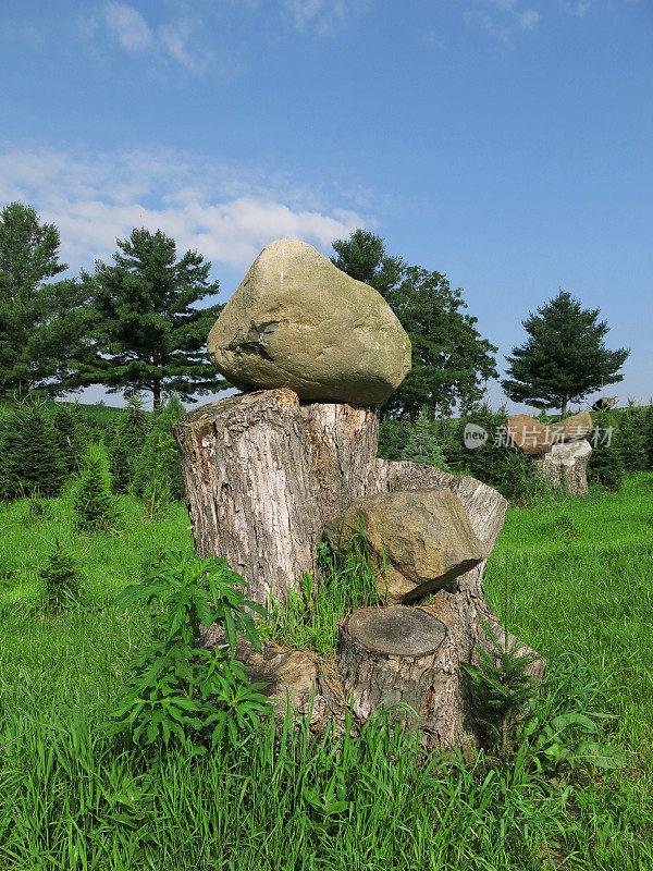 树桩在田地里，上面有大石头