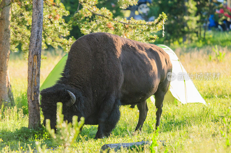 黄石公园里吃草的野牛