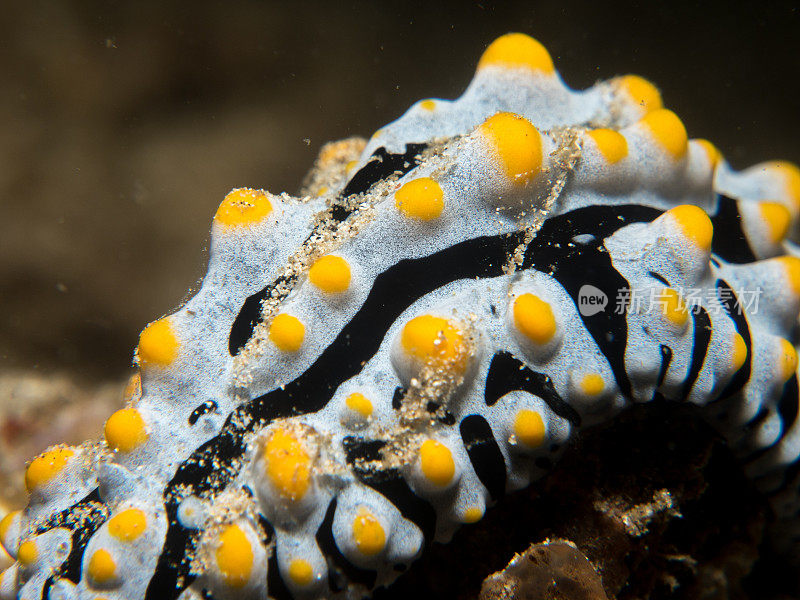 珊瑚上的裸鳃科动物
