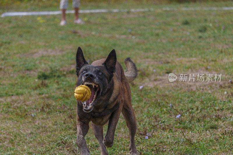 在玩球的德国牧羊犬。