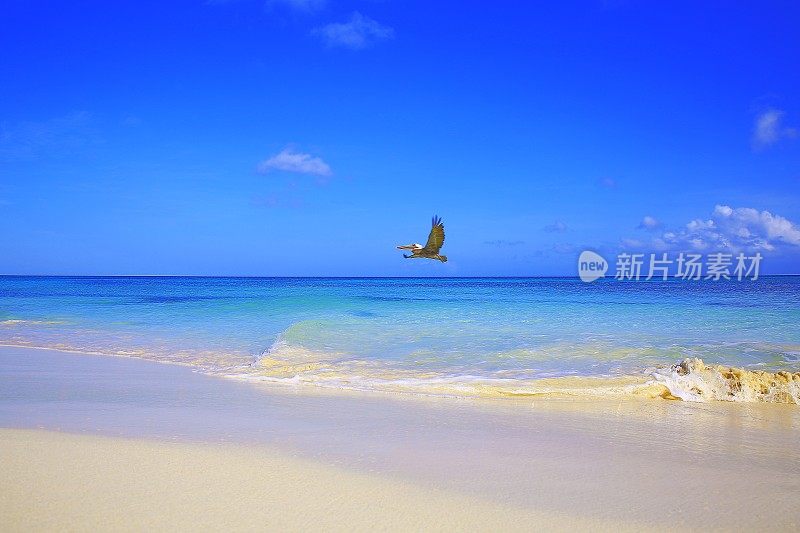 鹈鹕海鸟在阿鲁巴与绿松石蓝色泻湖的热带海滩上飞行，夏天的天堂-荷属安的列斯群岛，加勒比海蓝色的海