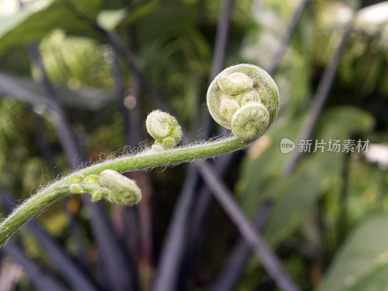 年轻的蕨类植物展开