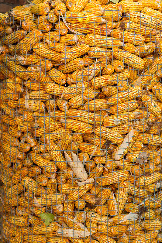 收获季节的玉米穗轴和联合收割机