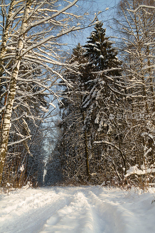 冬天的风景。美丽的冬天森林。森林里的小路被雪覆盖着。树枝和树干被雪覆盖着。
