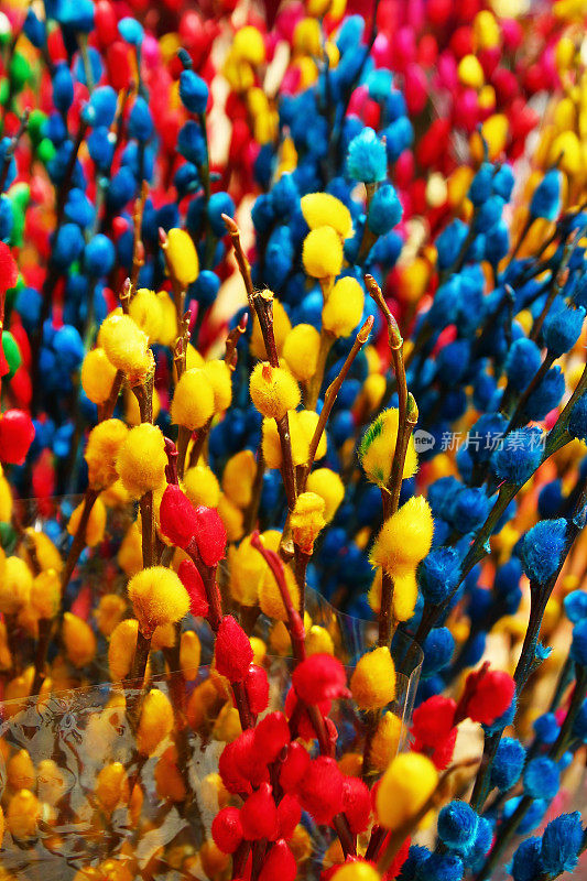 花市上的柳树枝桠上涂着黄色、粉色、红色、蓝色和绿色。色调,越南。