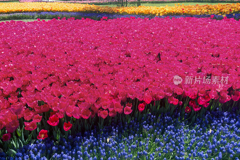 五颜六色的郁金香花园