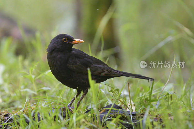 黑鸟（图尔杜斯・梅鲁拉）