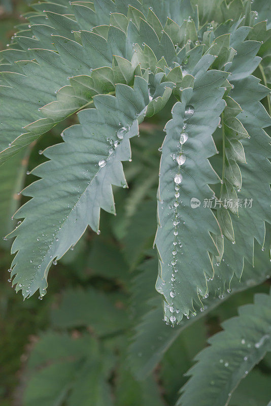 花蜜花叶上的水滴