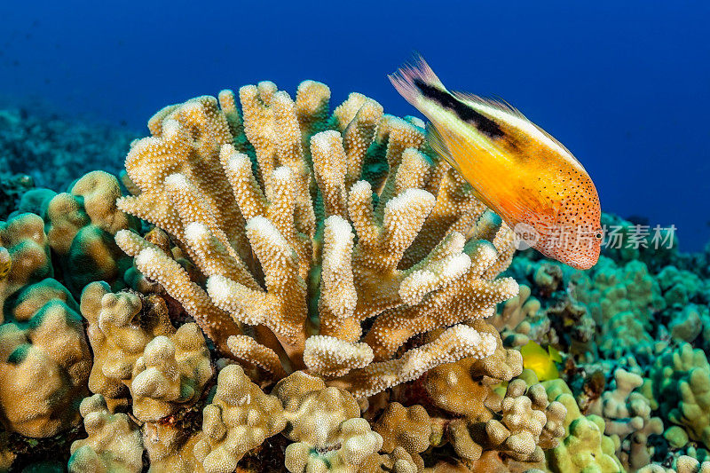 逃离珊瑚，大岛，夏威夷