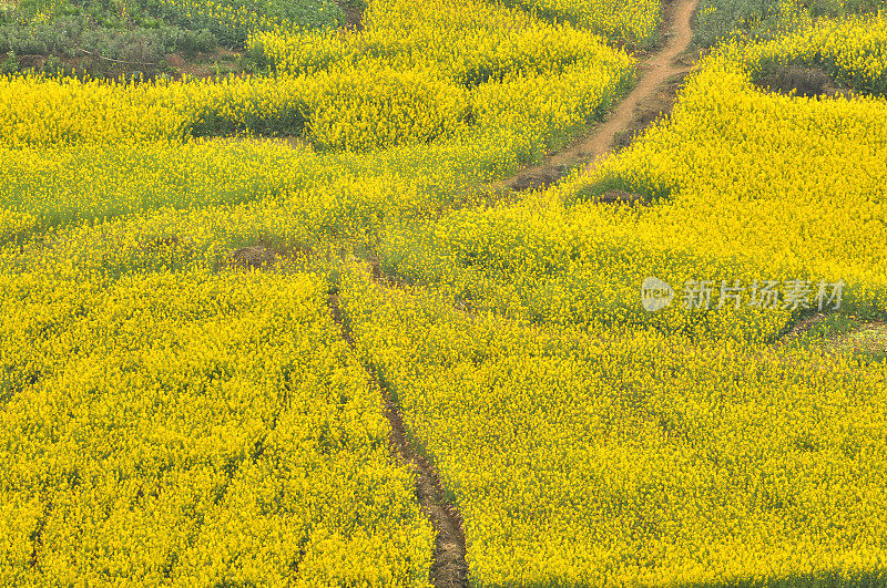 油菜花领域