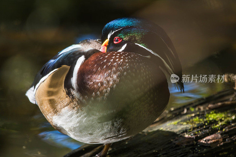 鸭子在湖上游泳的特写镜头