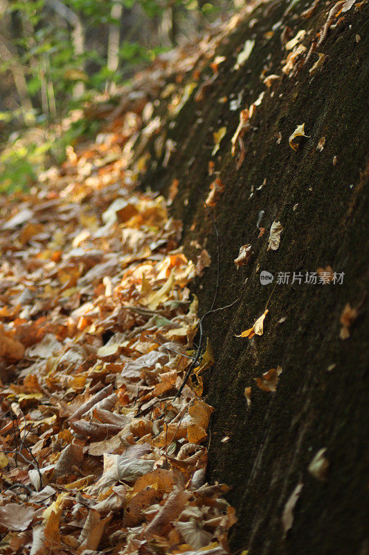 森林倒影在河水上