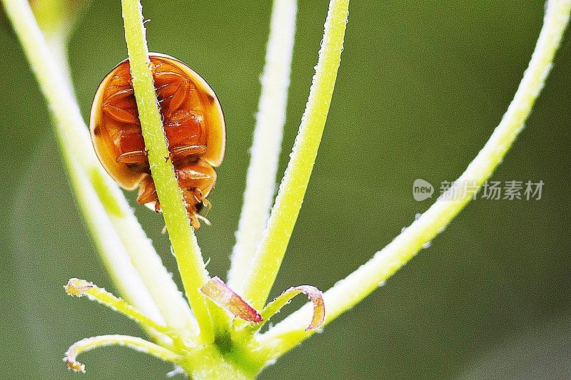 瓢虫的肚子在花枝上。