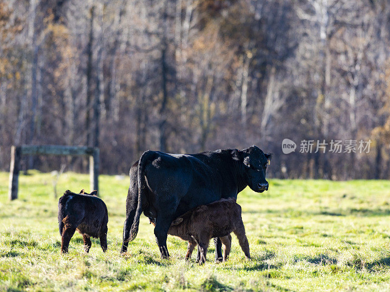 一头黑色安格斯母牛和她的小牛