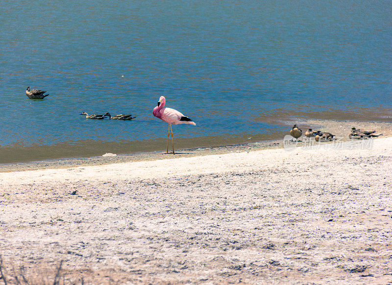 美丽的火烈鸟和鸭子在阿塔卡马沙漠的湖中觅食。