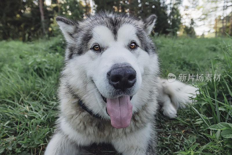 美丽的雪橇犬躺在草地上，戴着gps项圈