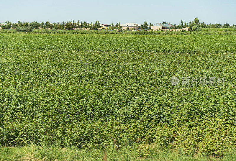 在乌兹别克斯坦的棉花田和乌兹别克村庄的背景。