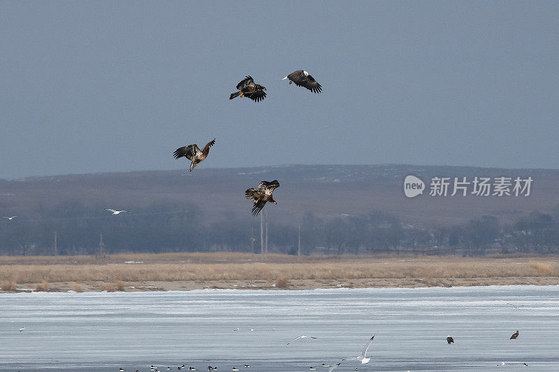 湖上有白头海雕和多种鸟类